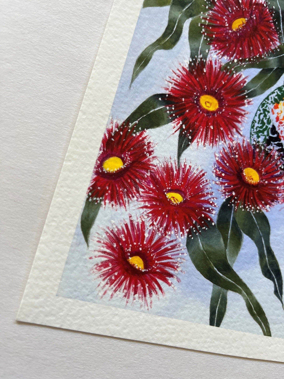 Gum Blossom close up of Fine Art Reproduction