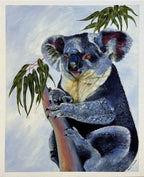Koala fine art reproduction print by Sally McLean Artist, Australian wildlife art