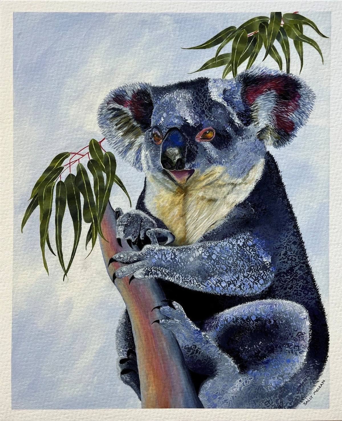 Koala fine art reproduction print by Sally McLean Artist, Australian wildlife art