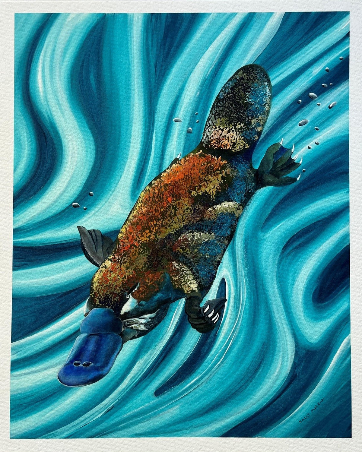 Platypus fine art reproduction print by Sally McLean Artist, Australian wildlife art